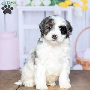 Chase, Mini Bernedoodle Puppy